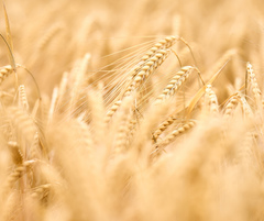 Какие зерновые культуры выращивают в России