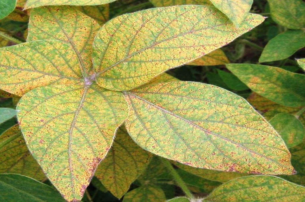 Листья, пораженные хлорозом