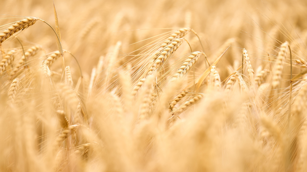 пшеница на поле